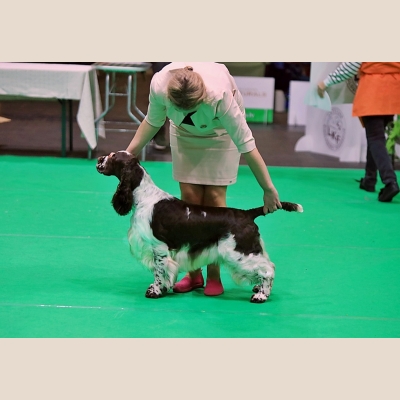 2-x-cacib-show-latvia.jpg